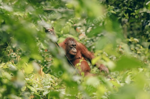 Preview: Observing an orangutan in its natural habitat at the Kota Kinabalu Zoo on a lush afternoon