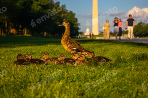 Preview: Ducks in front of the Washington Monument