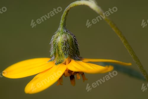 Preview: Yellow flower