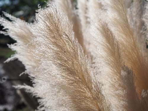 Preview: dry grass flower brown color background