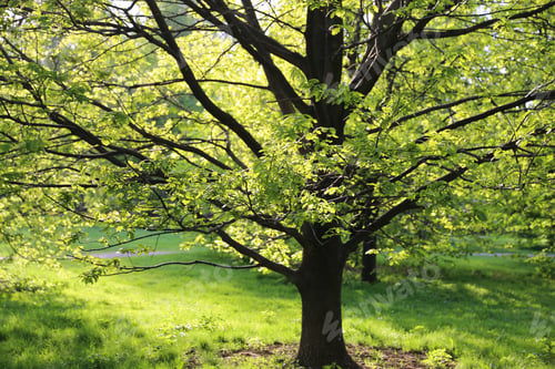Preview: Beautiful oak tree lit by the sun in the park