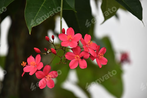 Preview: peregrina or nettlespurges flower