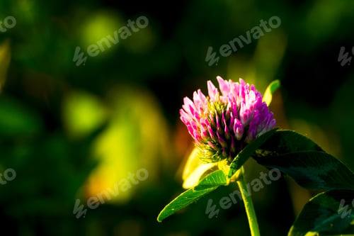 Preview: The flowers of clover on a background of green grass