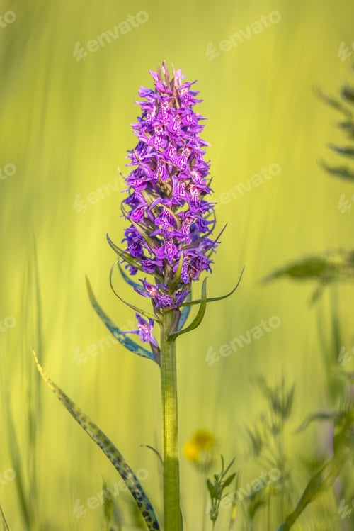 Preview: Vivid Purple orchid flower