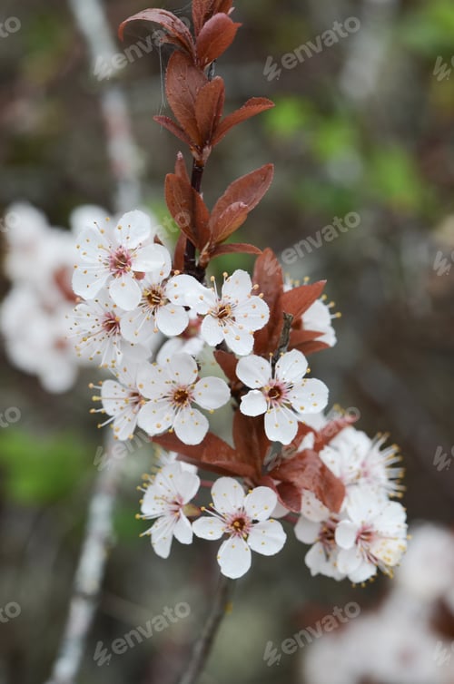 Preview: White Flowers in Spring