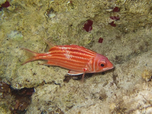Preview: Red coat or soldier fish from Cyprus