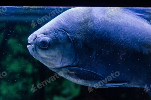 Preview: Red bellied piranha on an aquarium
