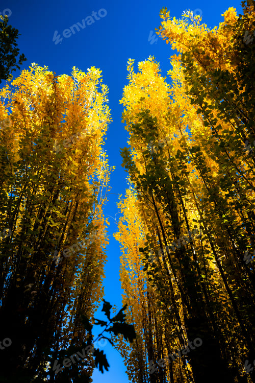 Preview: Scenic view of a forest in autumn with tall trees illuminated by the warm glow of the setting sun