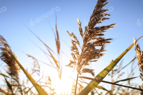 Preview: Dry reed growing outdoors on sunny day, closeup