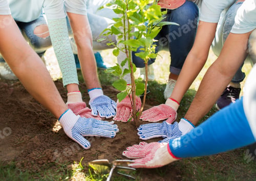 Preview: group of volunteers hands planting tree in park
