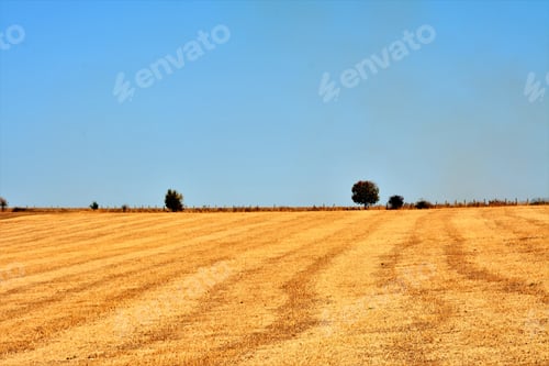 Preview: Closeup of a field after harvesting wheat