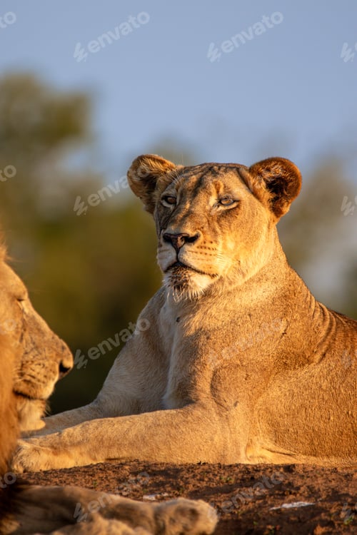 Preview: Lioness, Panthera leo, lying in golden light.
