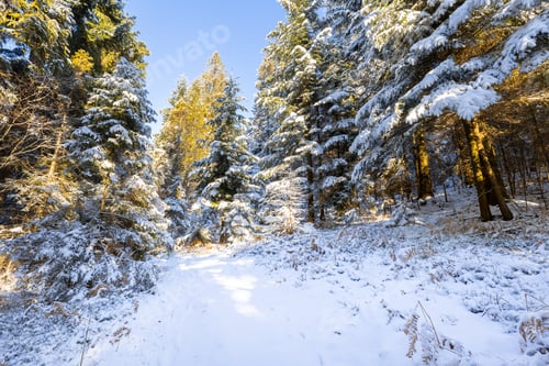 Preview: Trees under snow winter landscape with forest Beskidy Poland