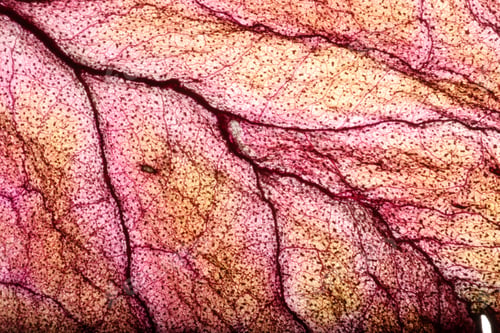 Preview: Dry Leaf Texture Abstract Background