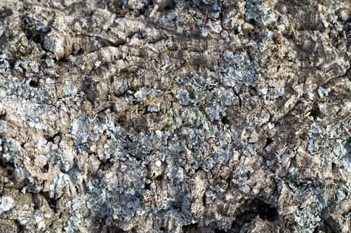 Preview: Old tree wood wrinkles