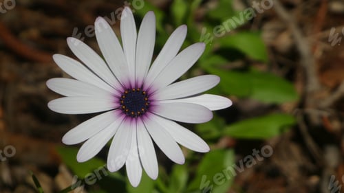 Preview: white colour flower with purple centre,African daisy osteospermum in natural sunlight