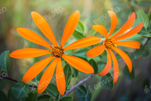 Preview: Close up of orange mutisia flowers, Rio Negro, Patagonia, Argentina