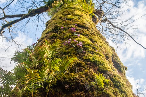 Preview: Moss-covered tree trunk with ferns and flowers under a cloudy sky in a lush forest landscape