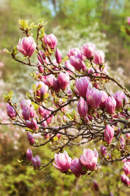 Preview: Blooming pink magnolia flowers. Branch of magnolia tree