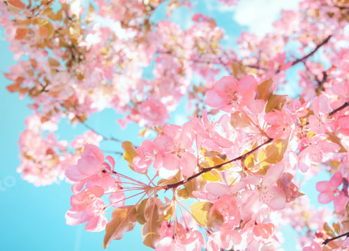 Preview: Branch with pink flowers on blurred pink blue sky bokeh background