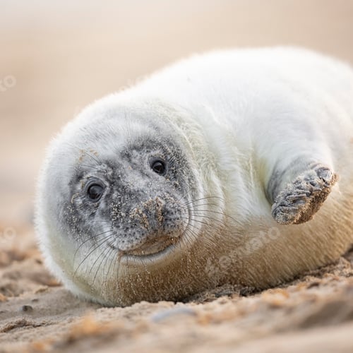 Preview: Seal, Norfolk, January 2024