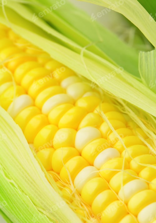 Preview: corn cob