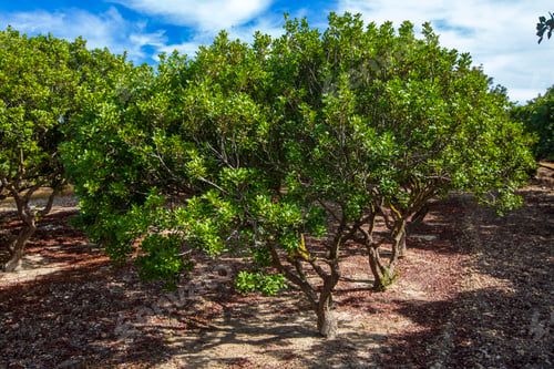 Preview: Mastic tree with mastic tears in Chios island, Greece.