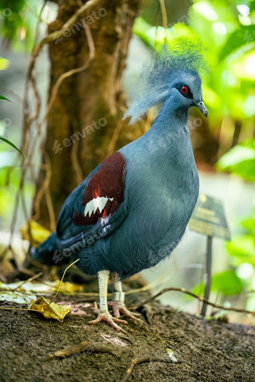Preview: Vertical shot of a blue western crowned pigeon in a park