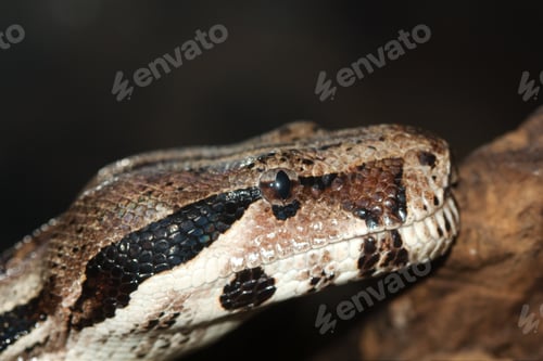 Preview: Python, not venomous snake (Latin Pythonidae)