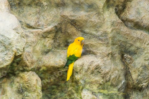 Preview: Bird, wildlife and zoo concept - The court parrot , sun conure
