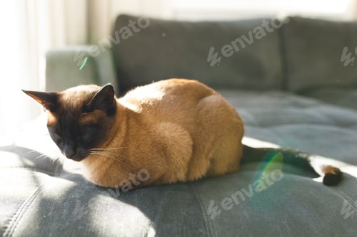 Preview: Close up of cute cat lying in sun on couch with eyes closed in living room