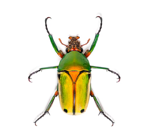 Preview: Flower beetle, Chlorocala quadrimaculata, isolated on white