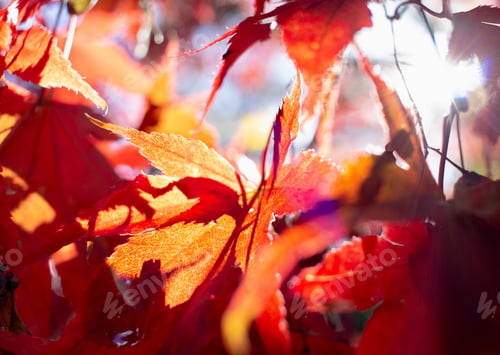 Preview: Autumn leaves on maple tree