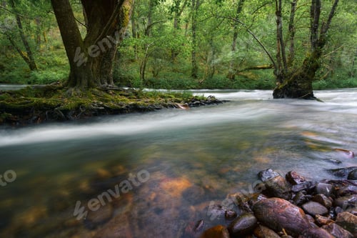 Preview: A river divides and surrounds a small island with huge centuries old chestnut trees
