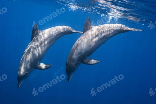 Preview: Dolphins swimming underwater in ocean