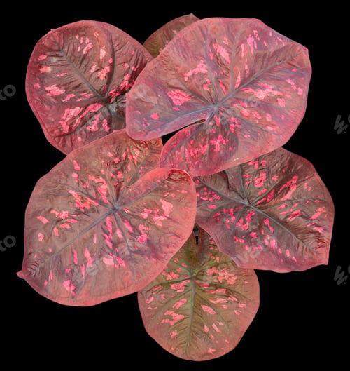 Preview: Beautiful colorful caladium on Black background isolate with clipping path.
