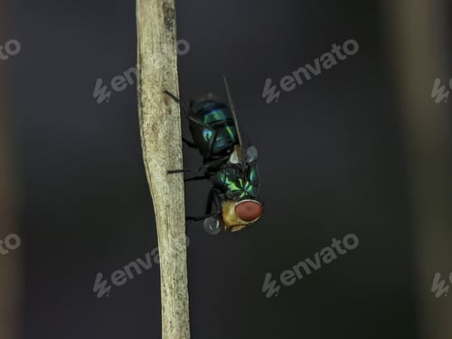 Preview: The common green bottle fly is a blowfly found in most areas of the world.