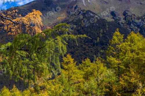 Preview: Colorful in autumn forest and snow mountain at Yading nature reserve, The last Shangri la,