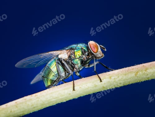 Preview: Blowfly