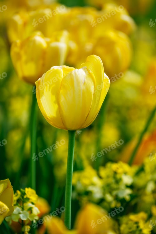 Preview: Yellow tulip flowers