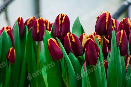 Preview: Happy springtime. Tulip festival in city garden. Colorful flowers.