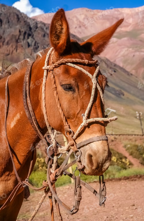 Preview: Horse in Andes