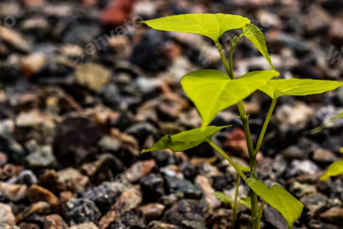 Preview: plant