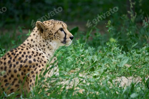 Preview: Closeup of a majestic cheetah stands in the grass with a blurry background
