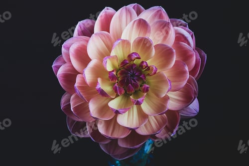 Preview: Bright colorful dahlia