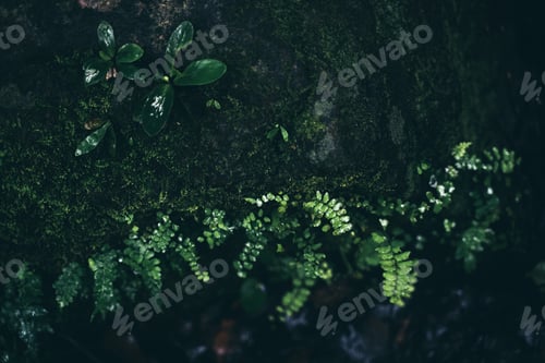 Preview: tropical jungle rainforest, foliage, wild, rain exotic wilderness scenery palm