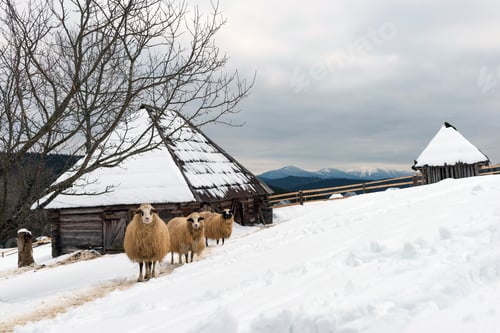 Vista previa: Ovejas en invierno