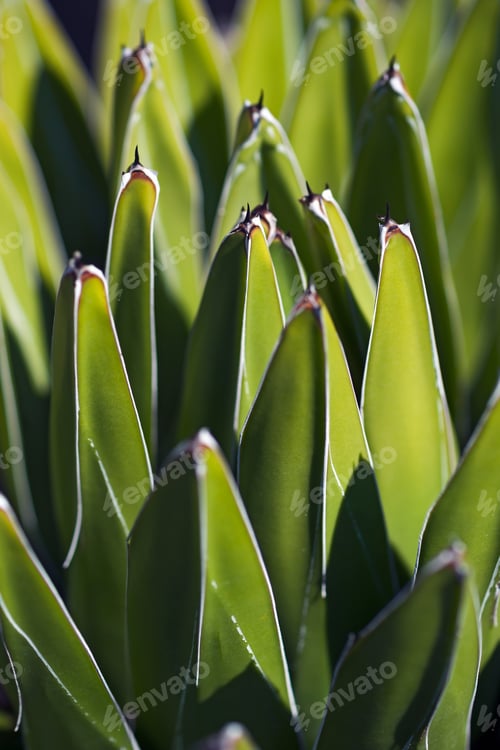 Preview: Queen Victoria Agave (Agave Victoriae-Reginae). Called Royal Agave Also