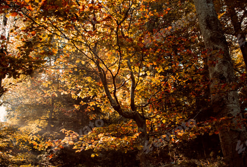Preview: Beautiful autumn colors in mystical forest with natural light shining through trees.