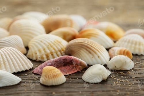 Preview: Seashells on wooden surface